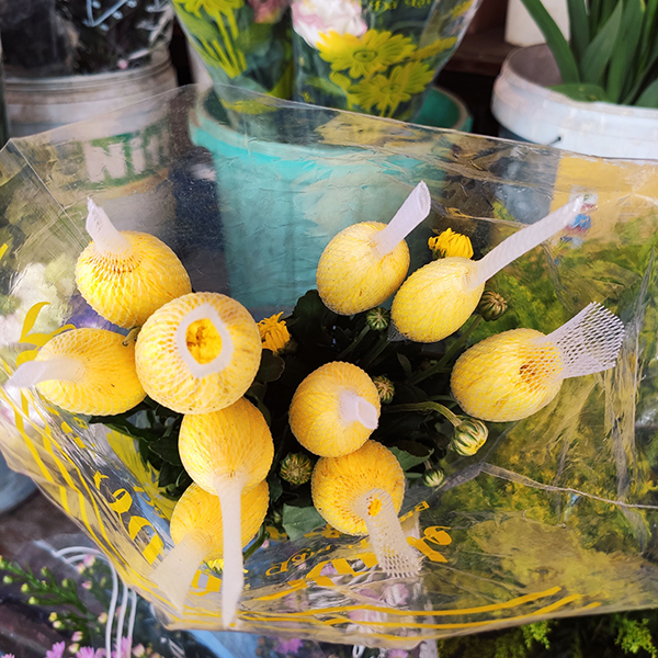 Hoa cúc lưới (vàng)